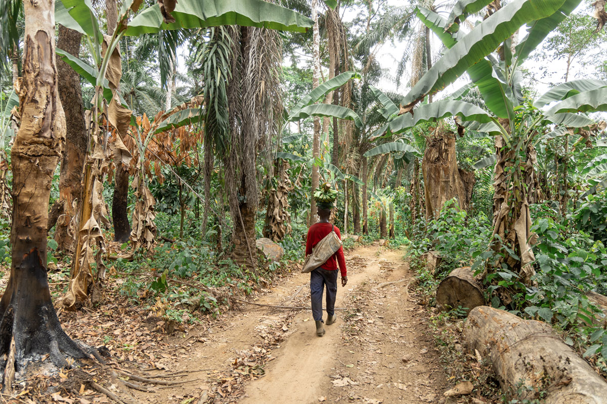 Banana harvesting in Nigeria