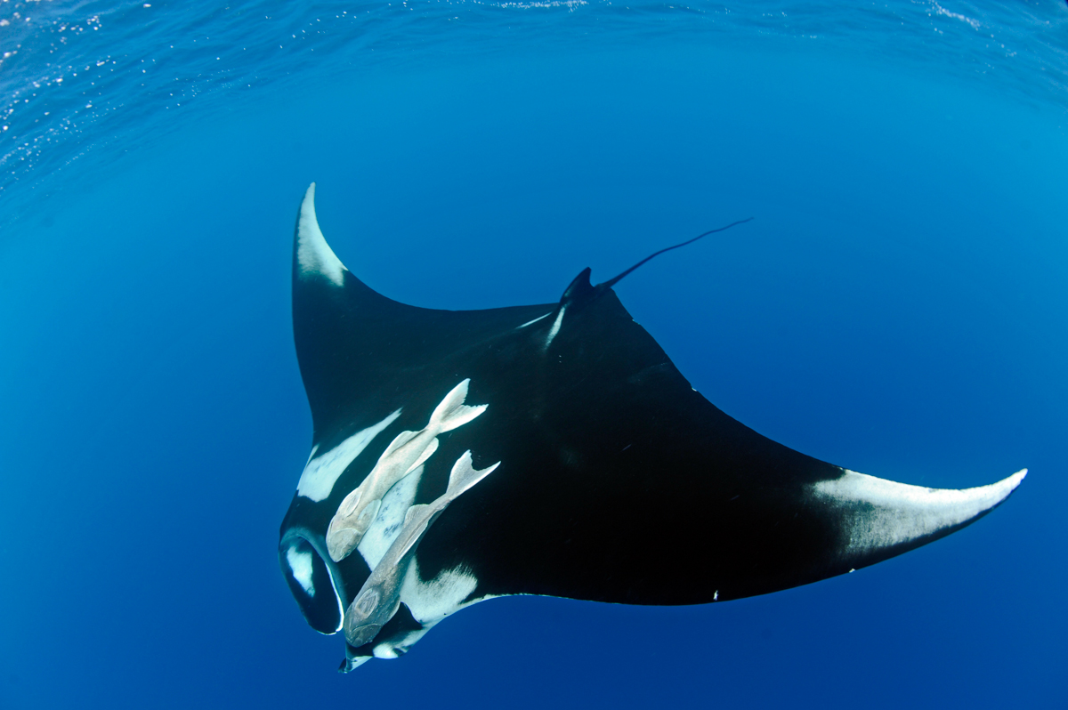 Oceanic Manta Ray, Surface feeding