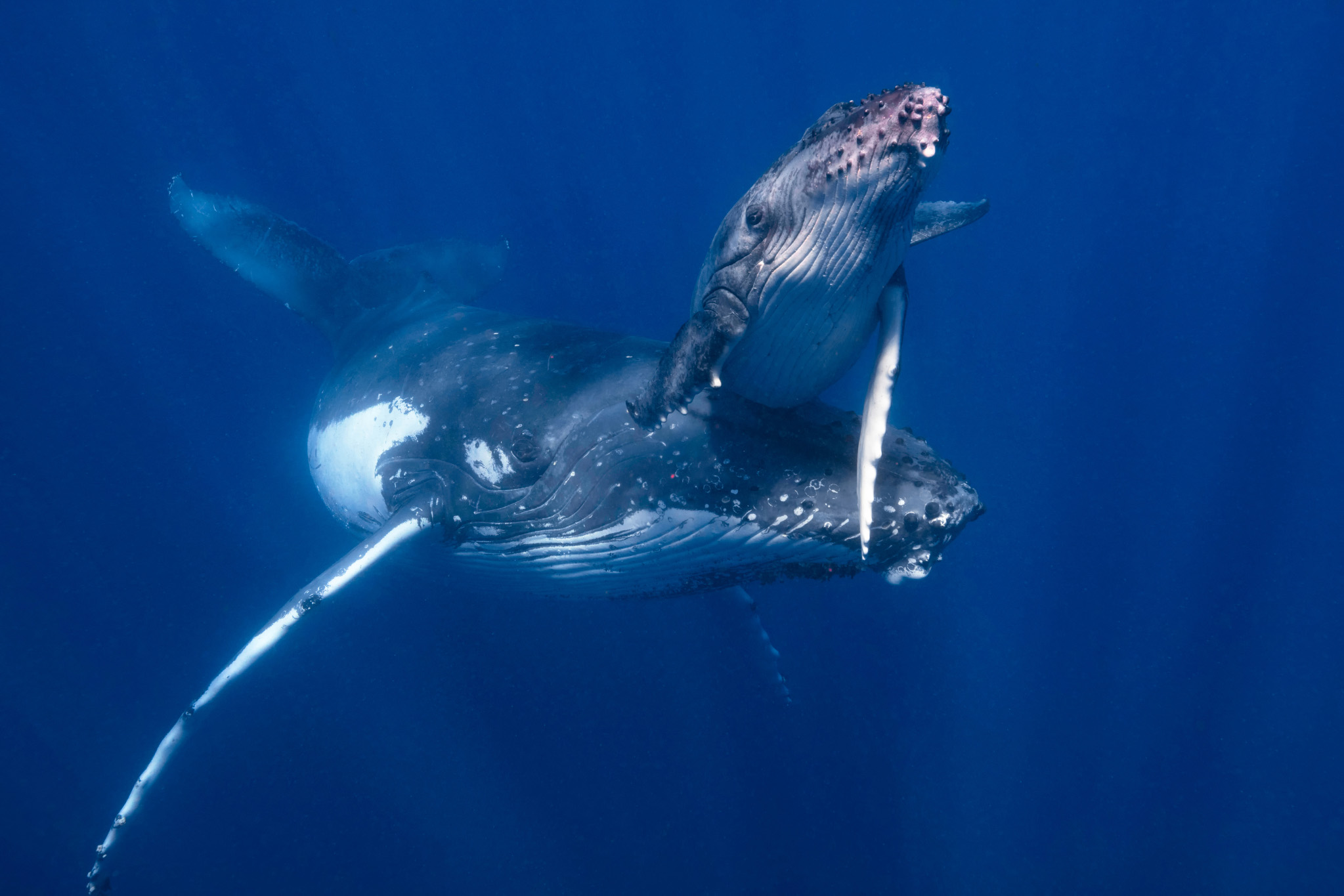 humpbackwhale