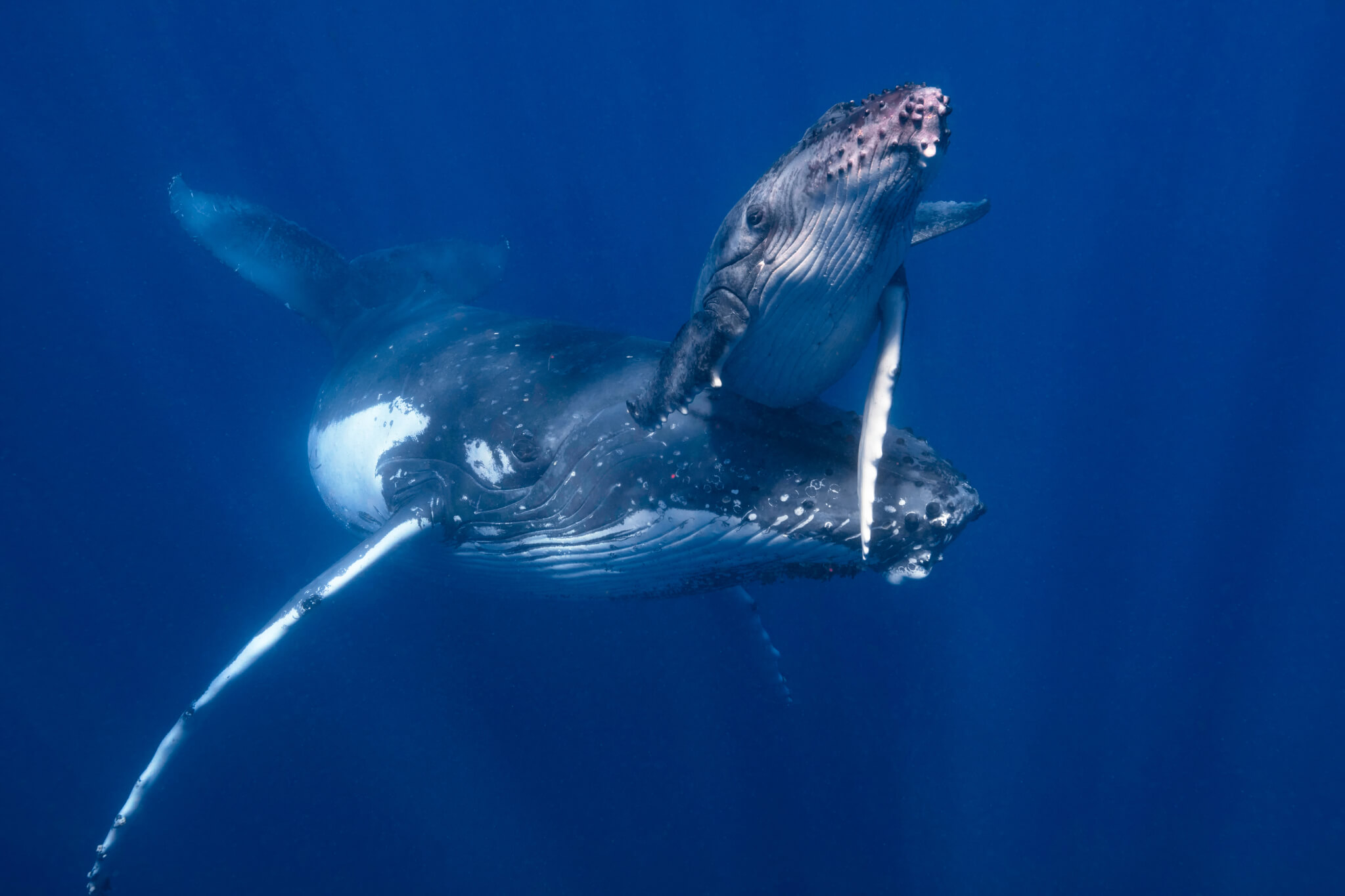 Humpback whale and calf