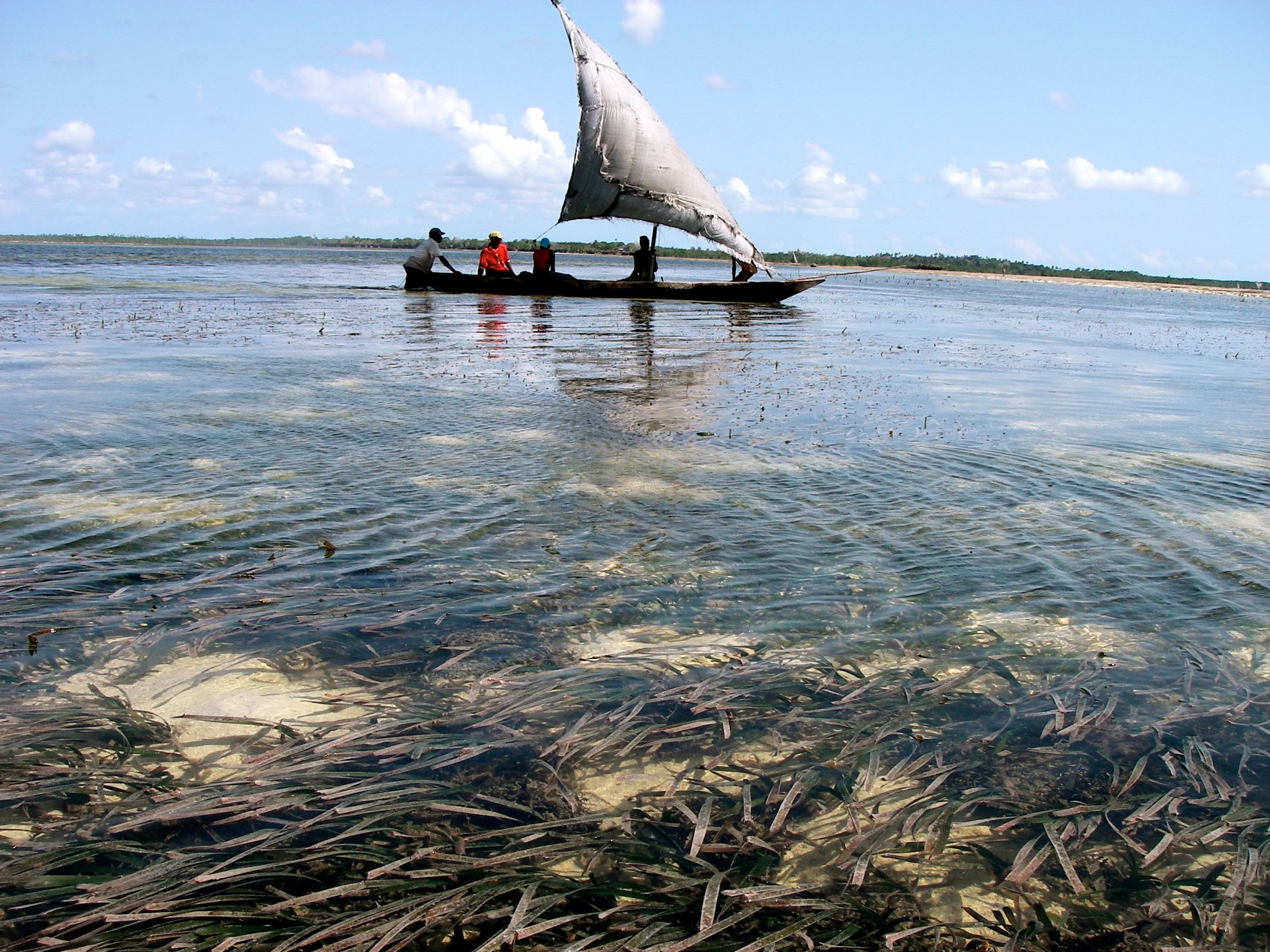 Seagrass