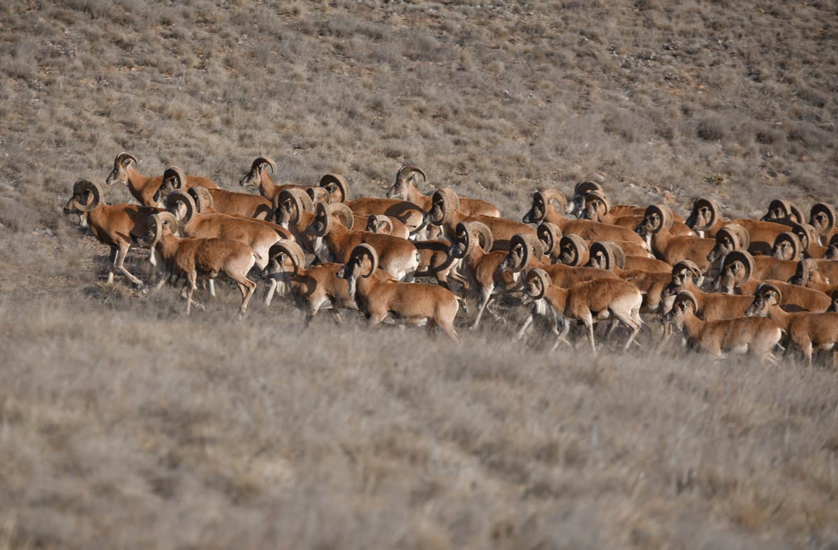 Urial at Golestan