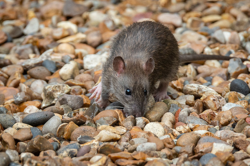 Invasive species like rats pose risks to some species in Europe