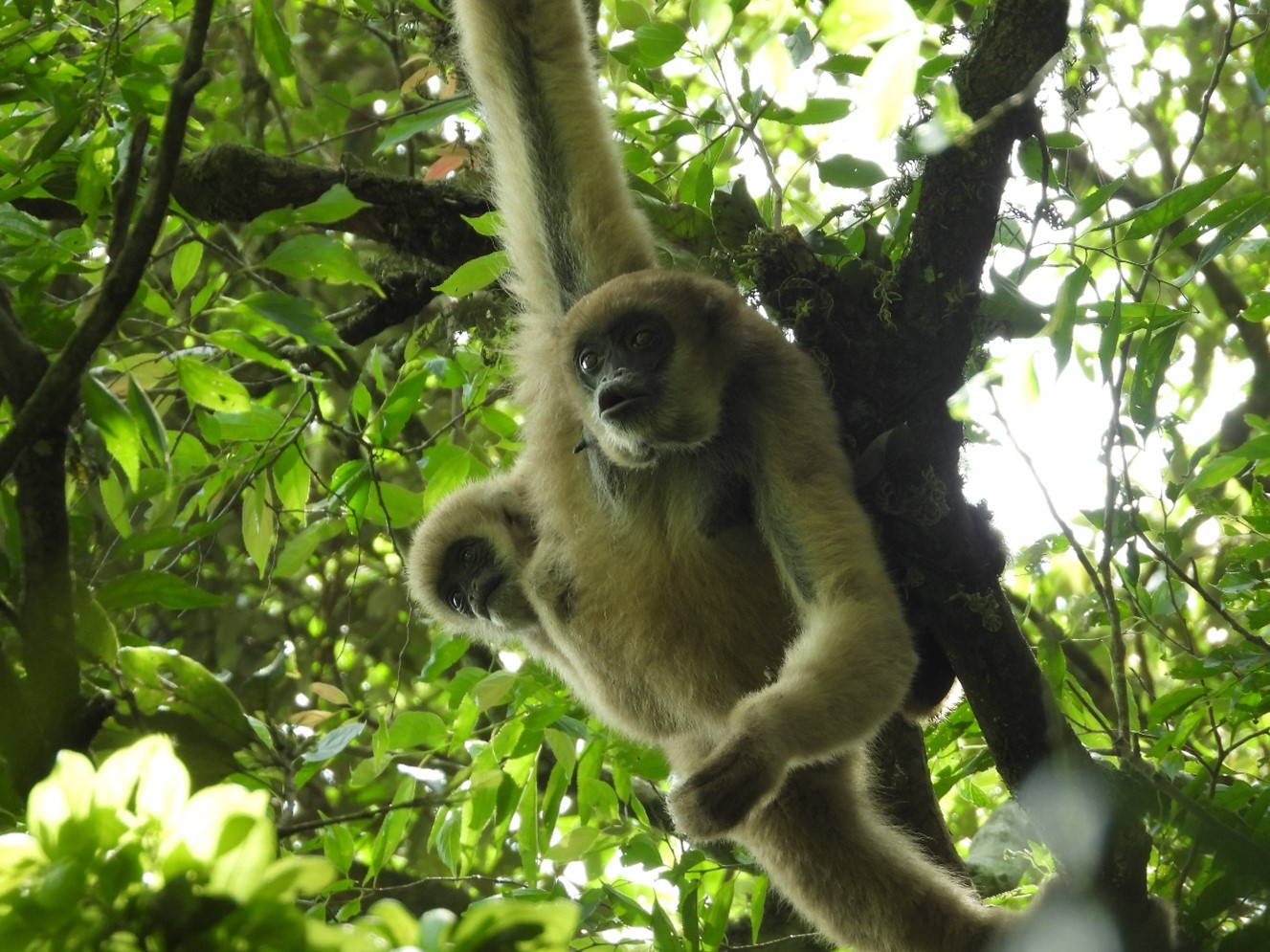  Southern Muriqui