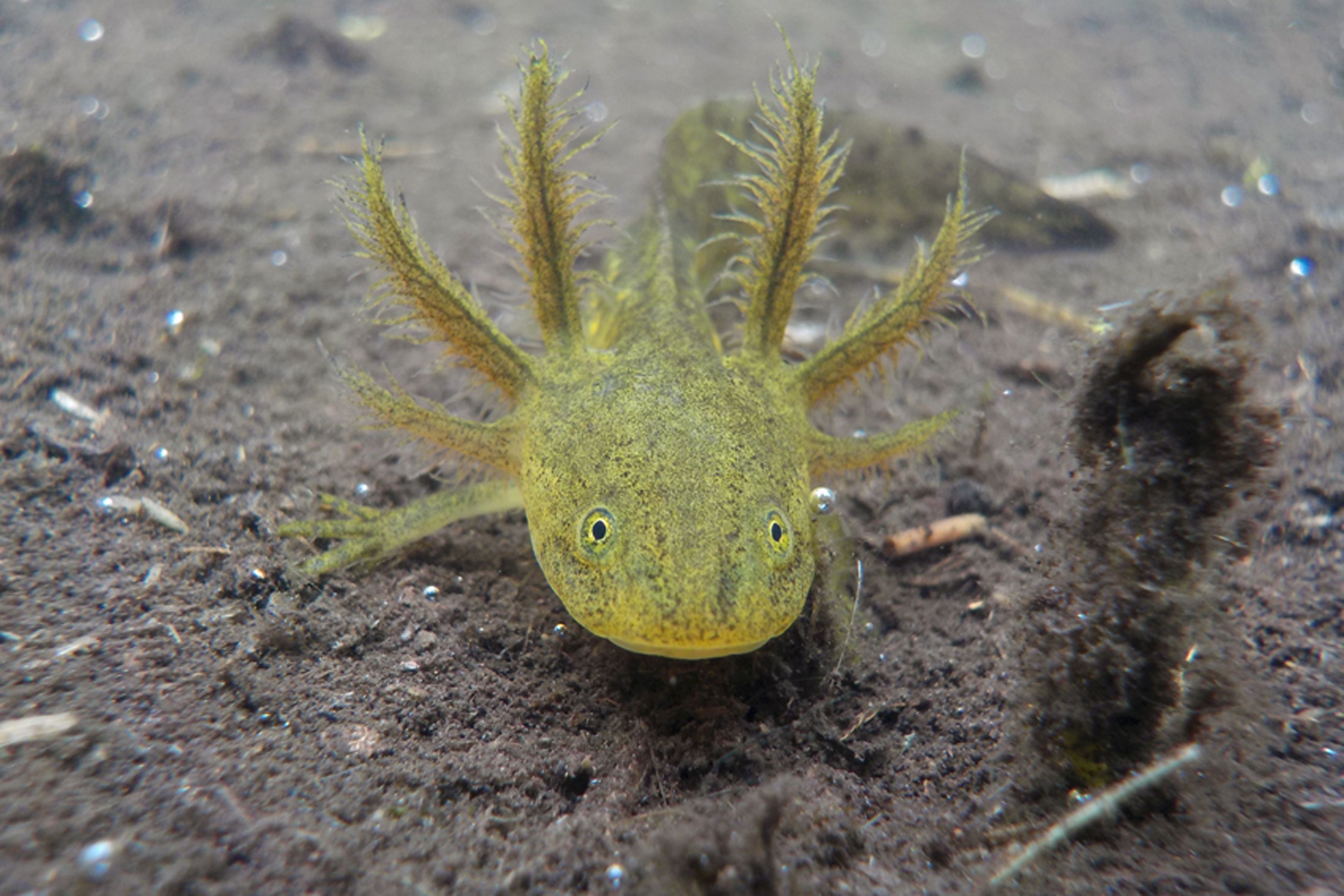 Granular salamander