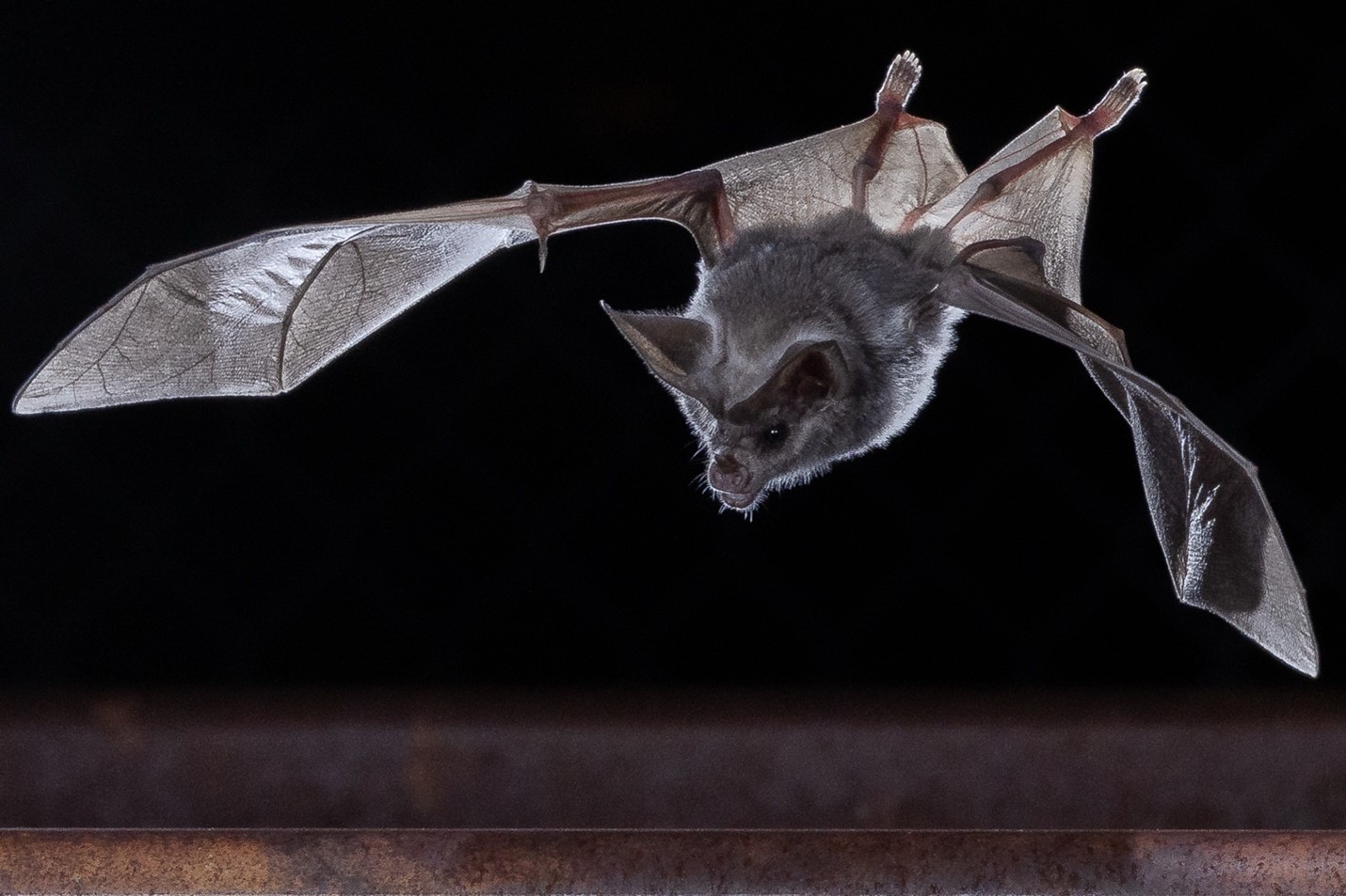 bats world heritage