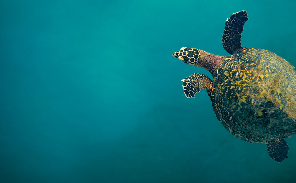 The Eastern Tropical Pacific Marine Corridor relies on multilateral cooperation to protect migration routes for endangered species such as the leatherback turtle.
