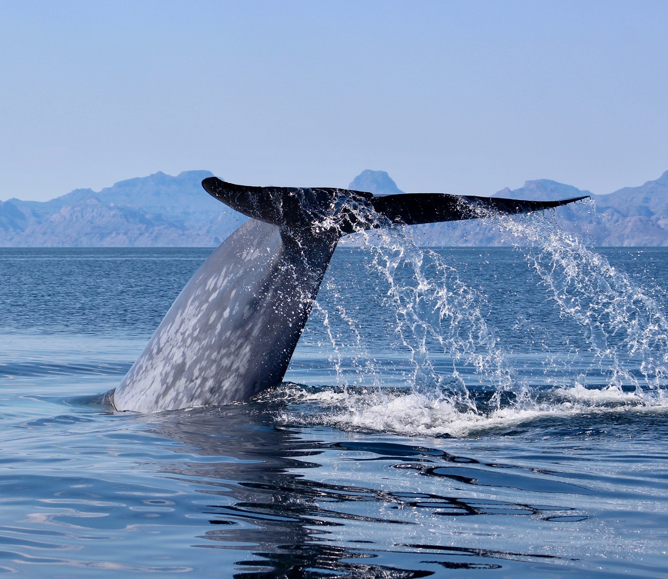Blue whale