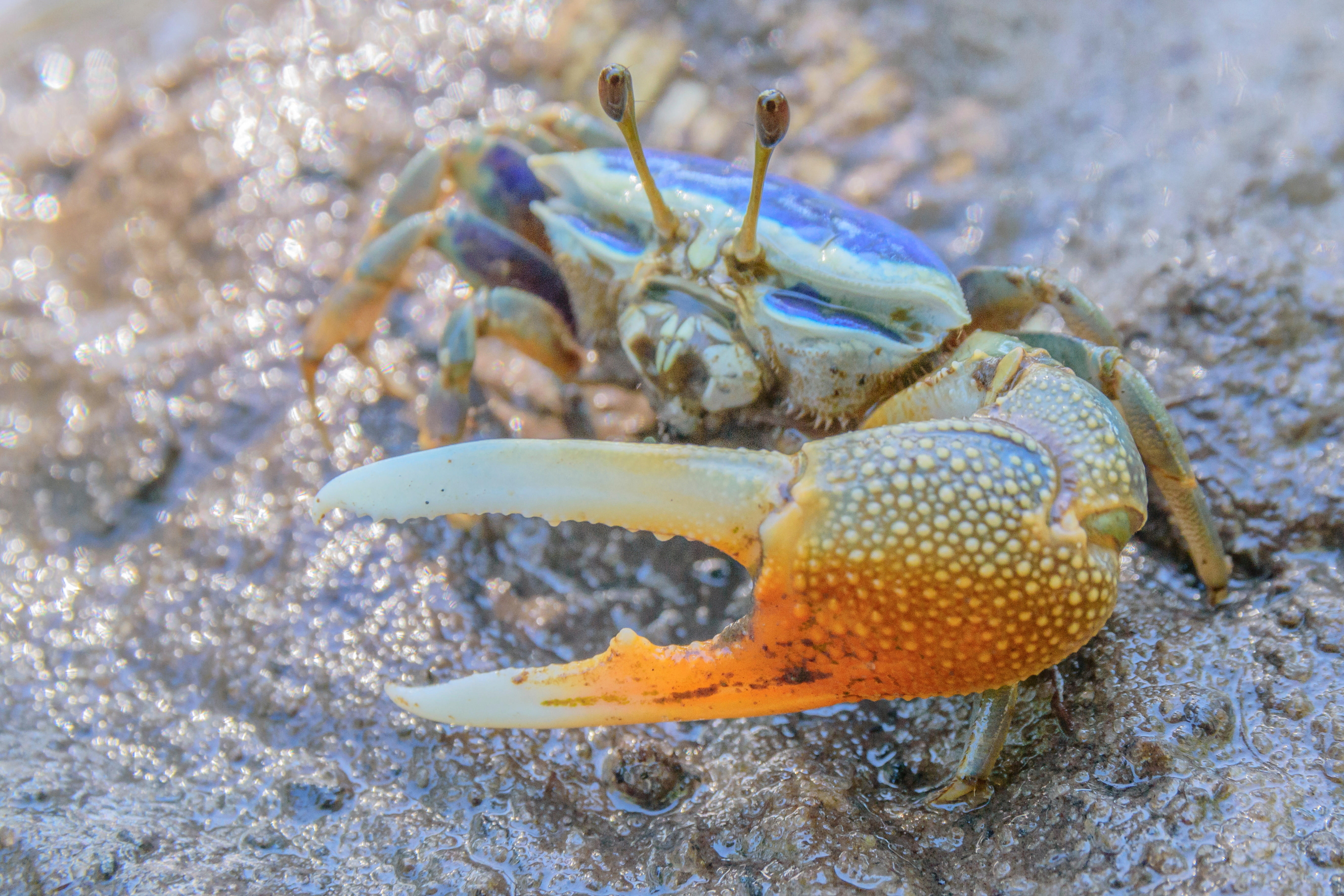 Crab mangrove Mozambique