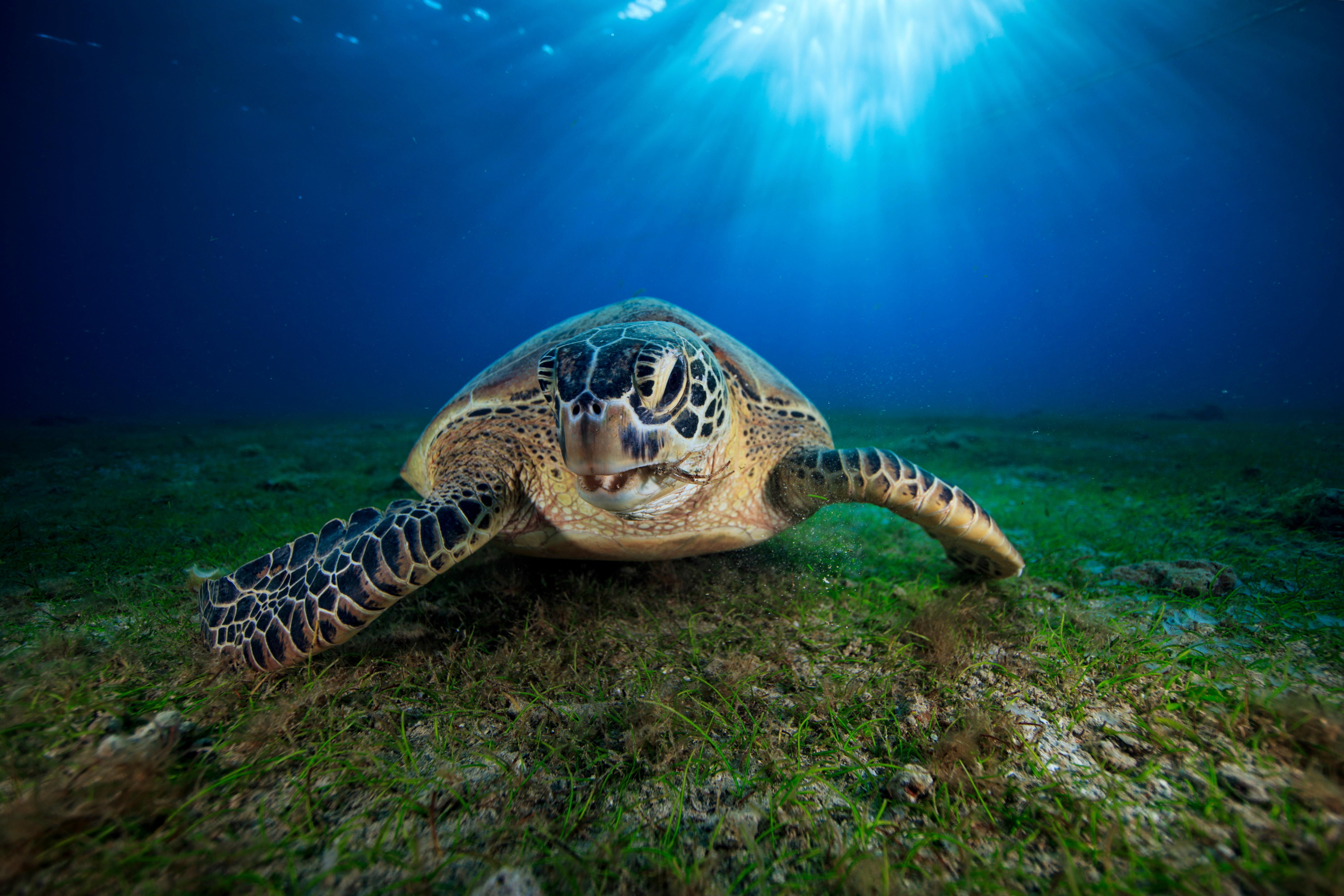 Green turtle Mozambique channel - Biosphoto Alamy