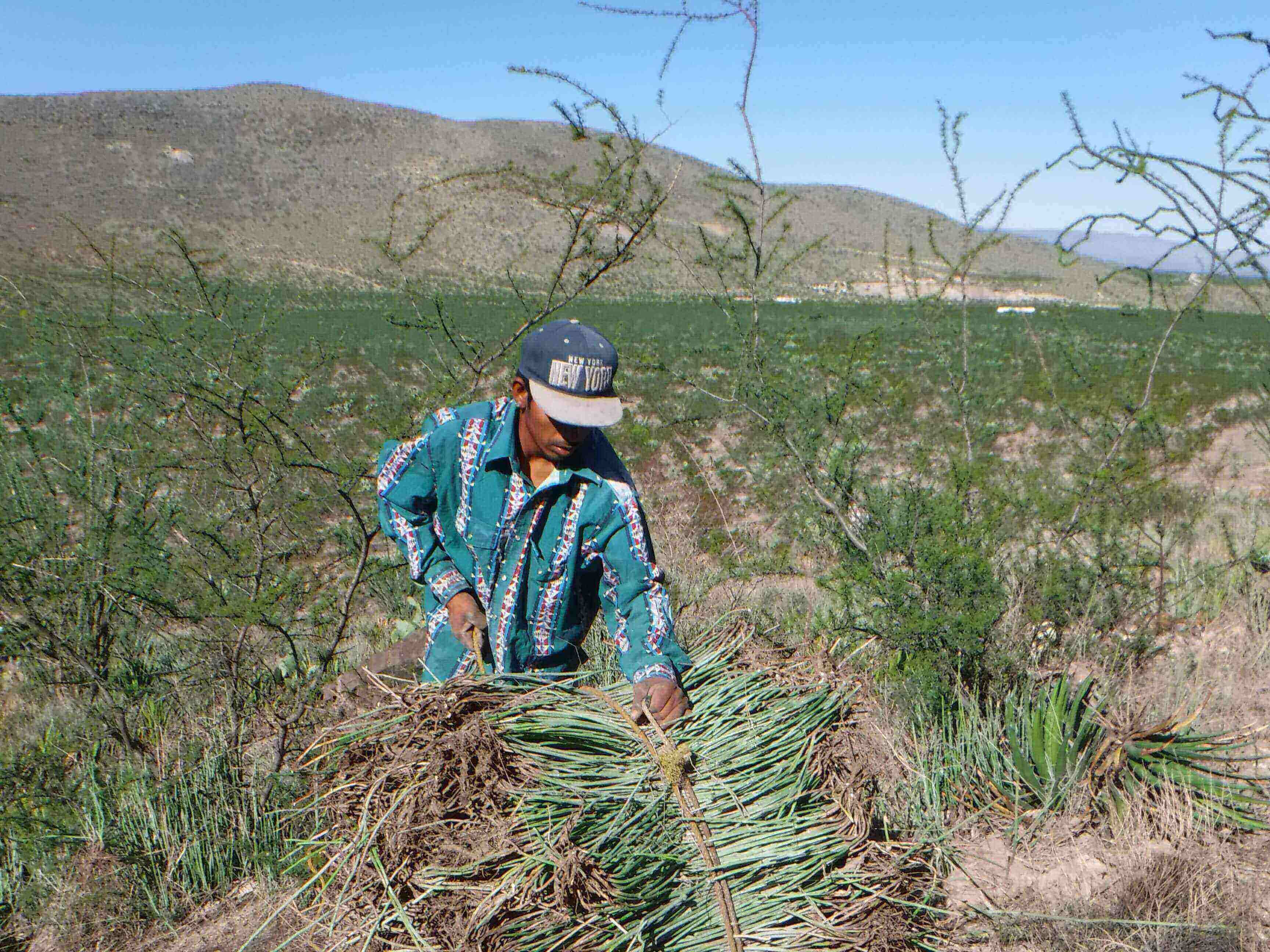 Harvest of the Candelilla plant