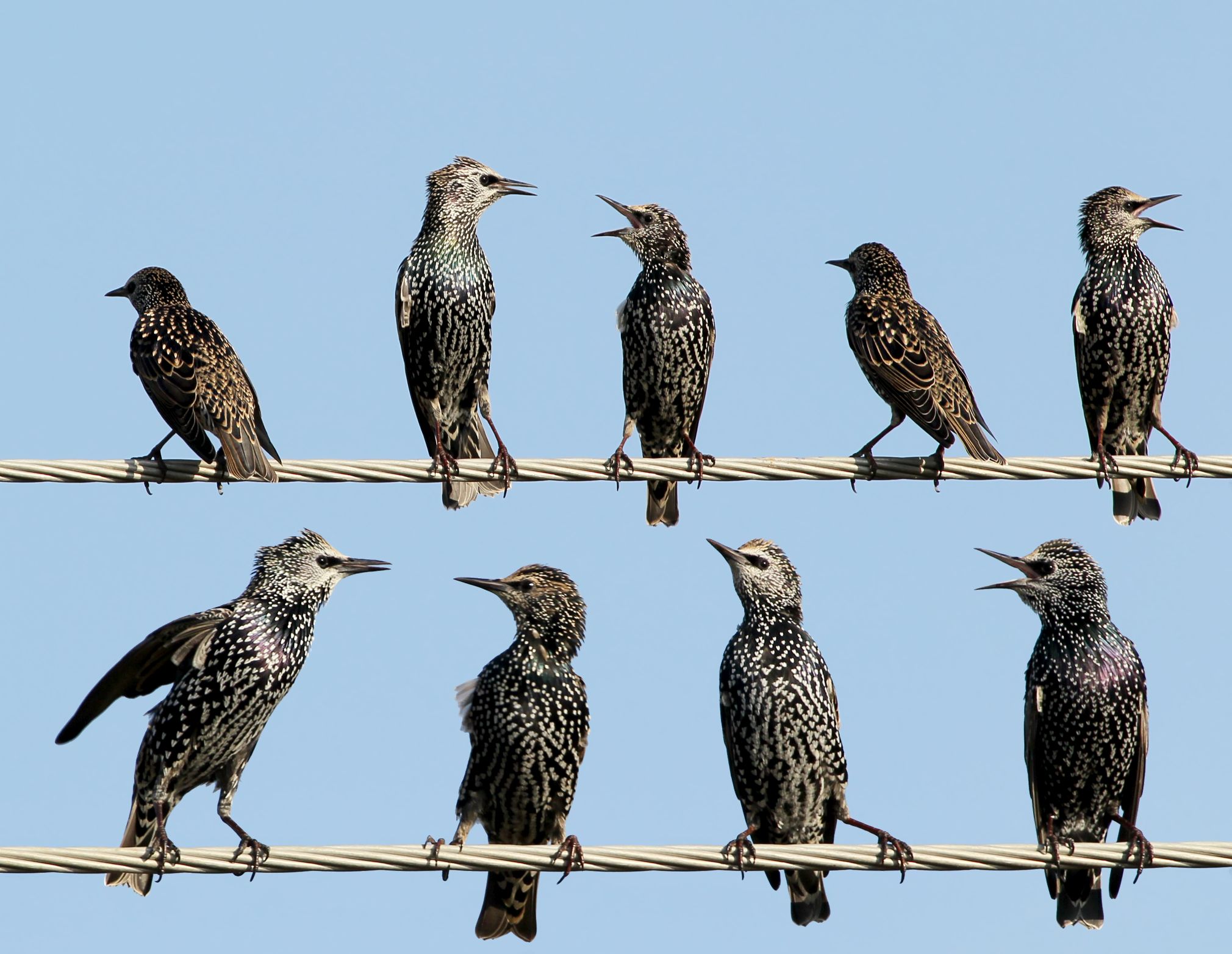 Common sterlings on a wire
