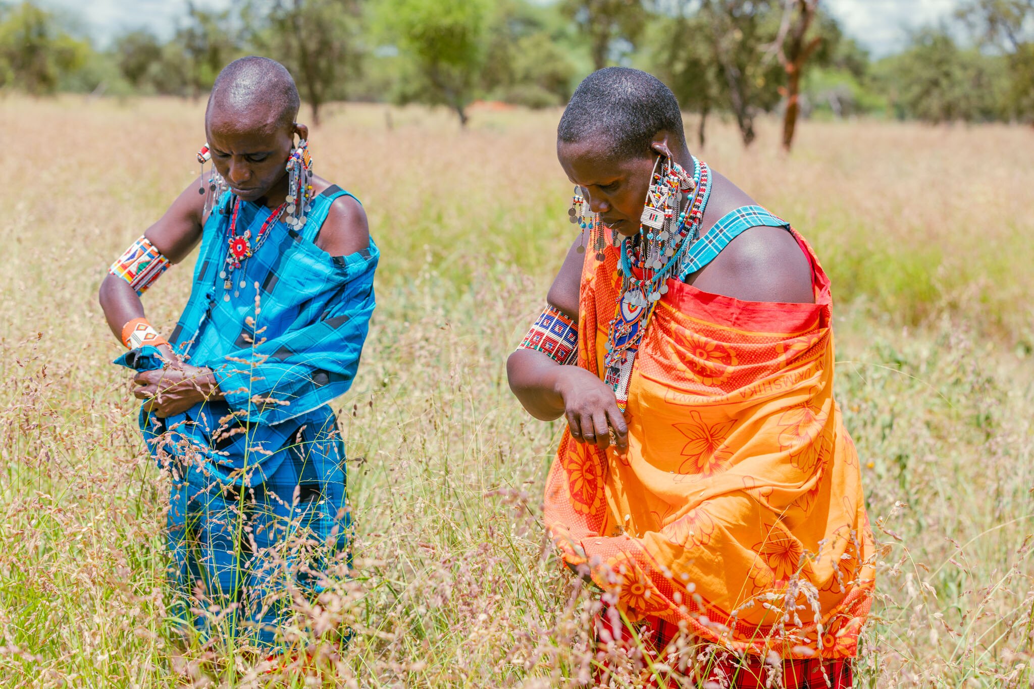 Maasai woman in her farmland