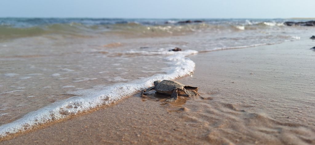 Baby see turtle in the Bijagos Archipelago.