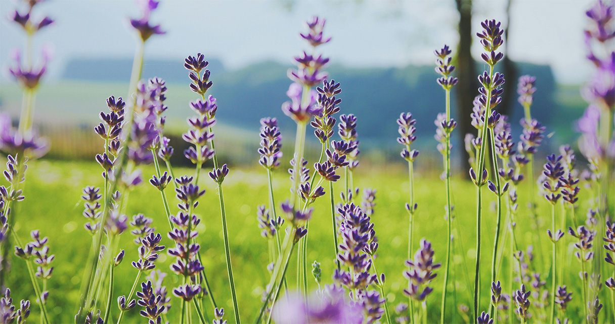 lavender