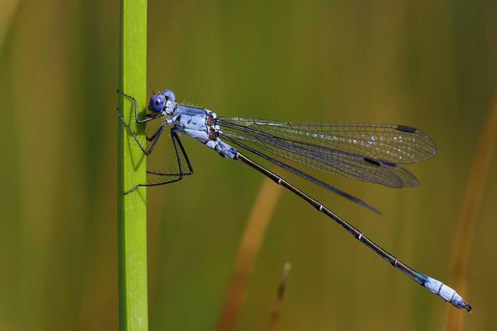 The Dark Spreadwing (Lestes macrostigma, NT) is adapted to temporary, brackish waters that inevitably dry out during summer.
