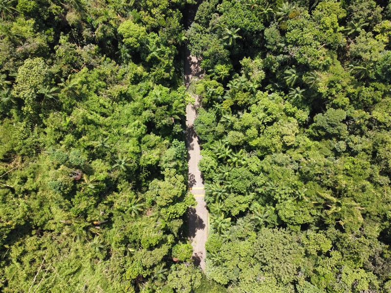 Amazon rainforest Brazil