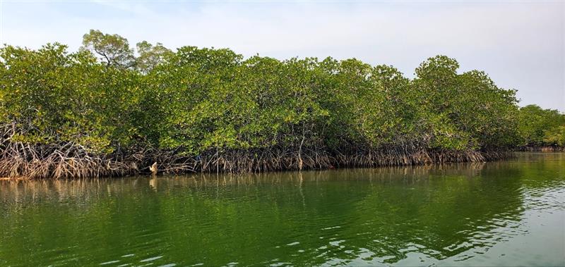 Mangroves in Dong Peng MUA 