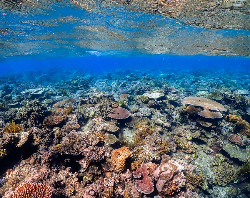 GBR corals