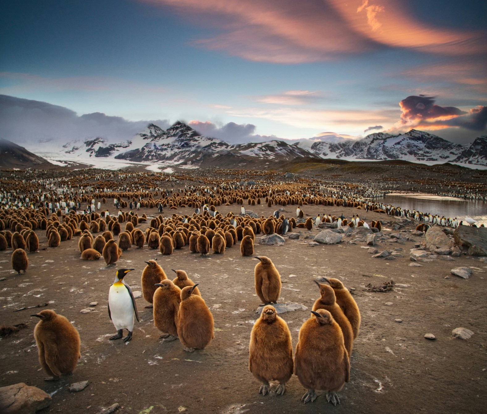 emperor penguins