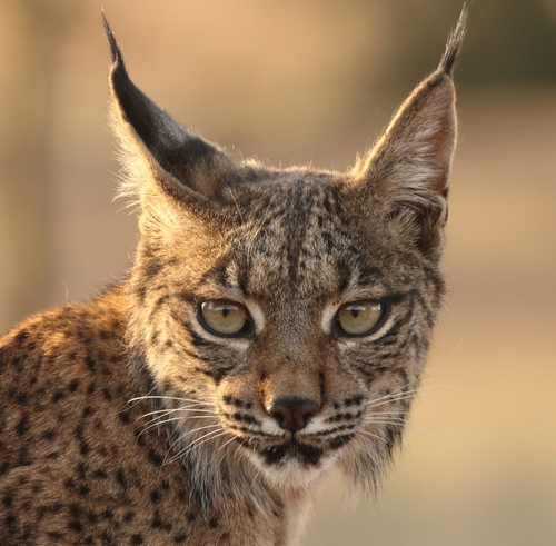 Iberian lynx