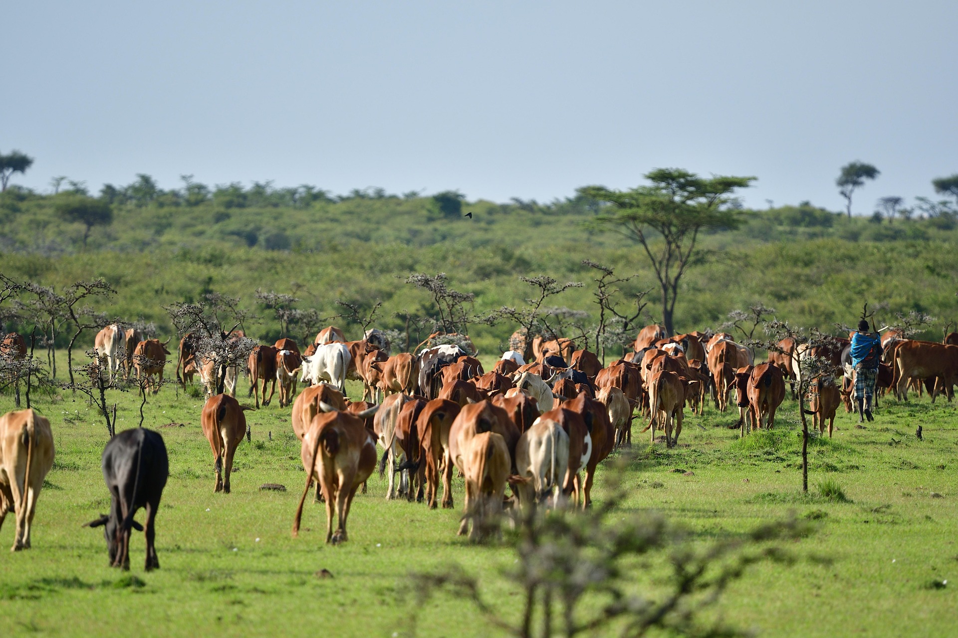 Maasai Cattle by xiSerge on Pixabay