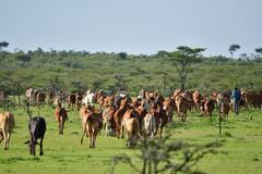 Maasai Cattle by xiSerge on Pixabay