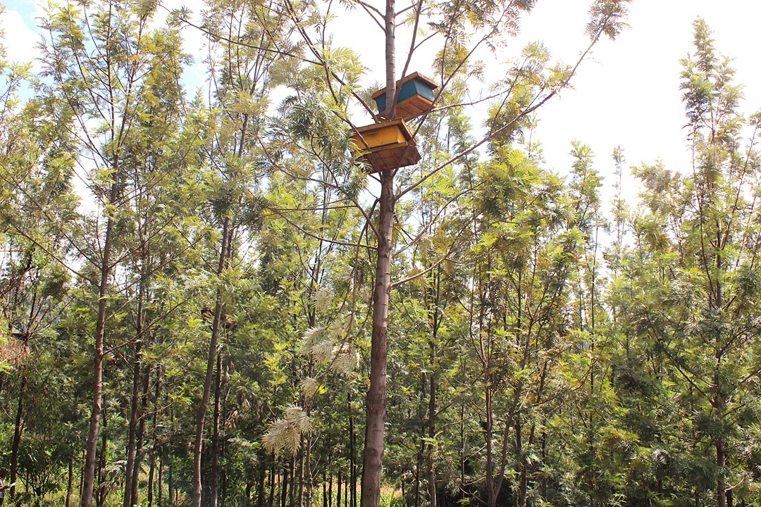 Rwanda