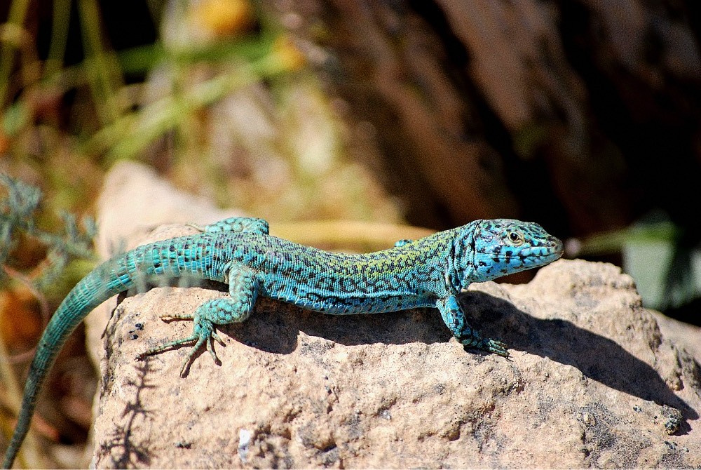 Lizard Formentera Ibizacat