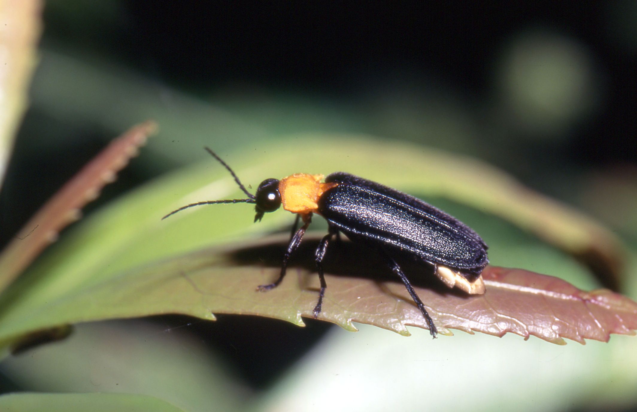 Luciola Owadai male