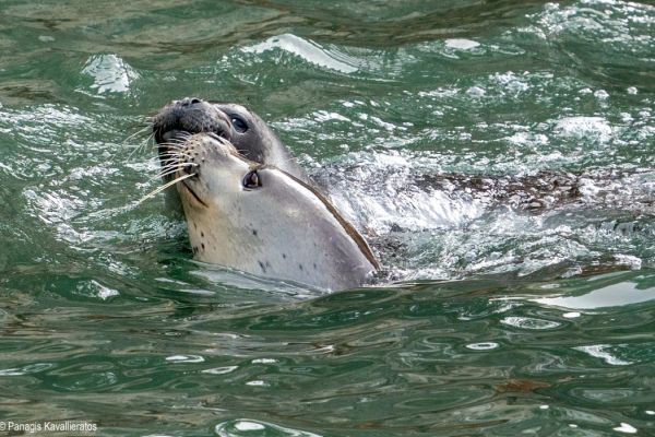 Monk seal