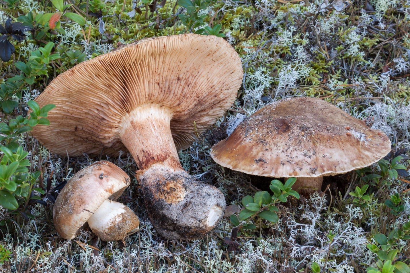 mushrooms