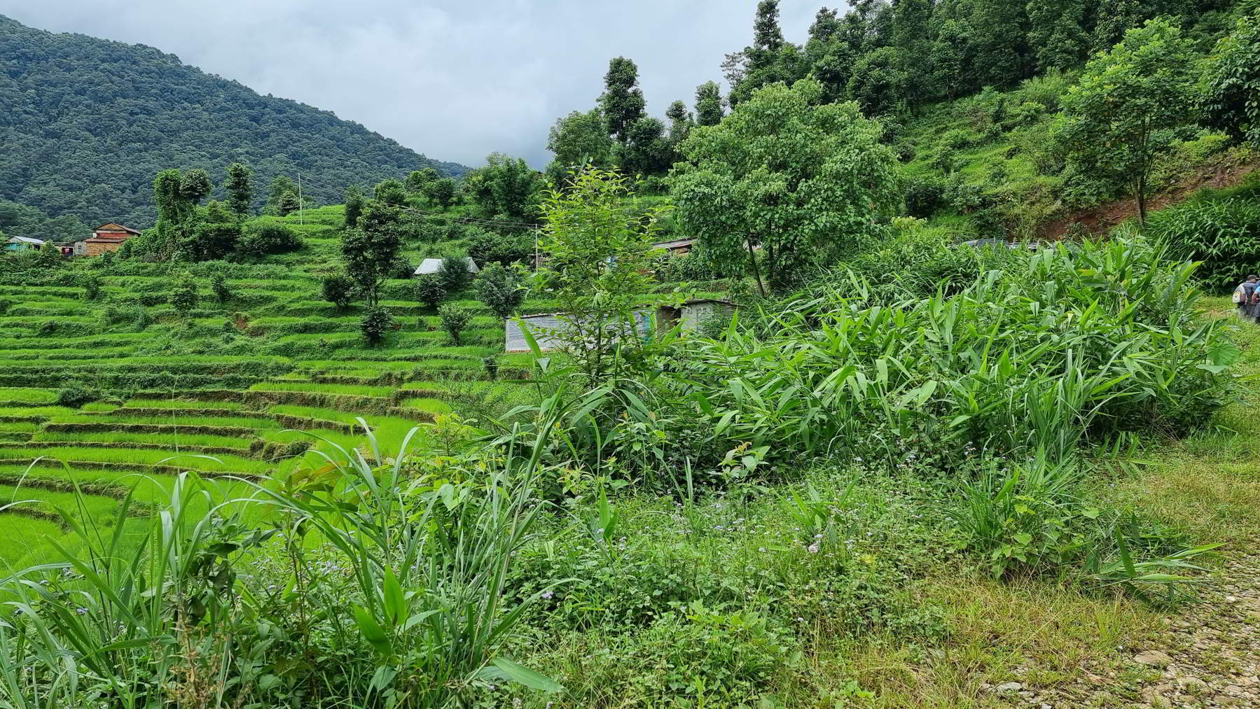 Landscape in Panchase, Nepal