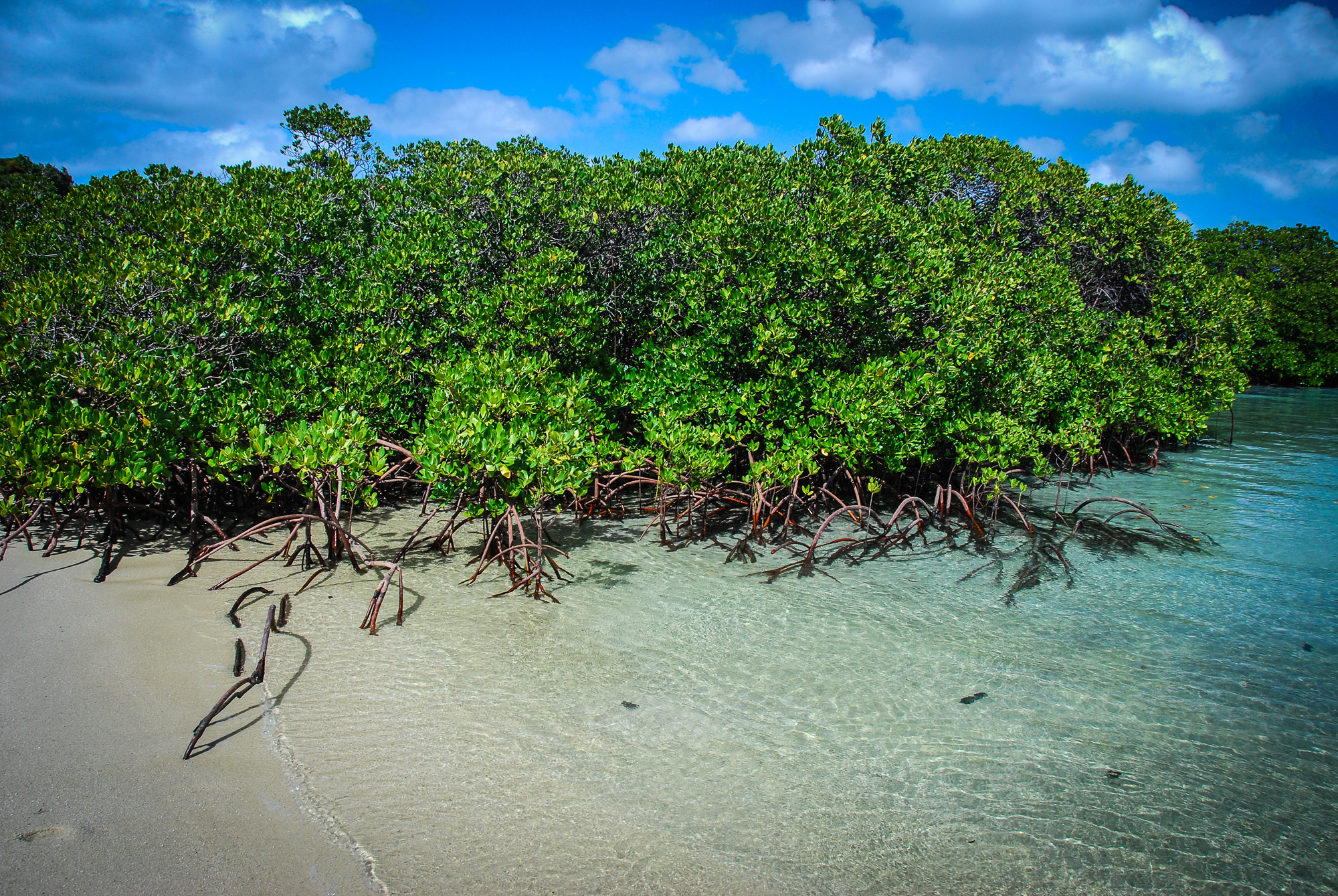 Mangroves, Australia