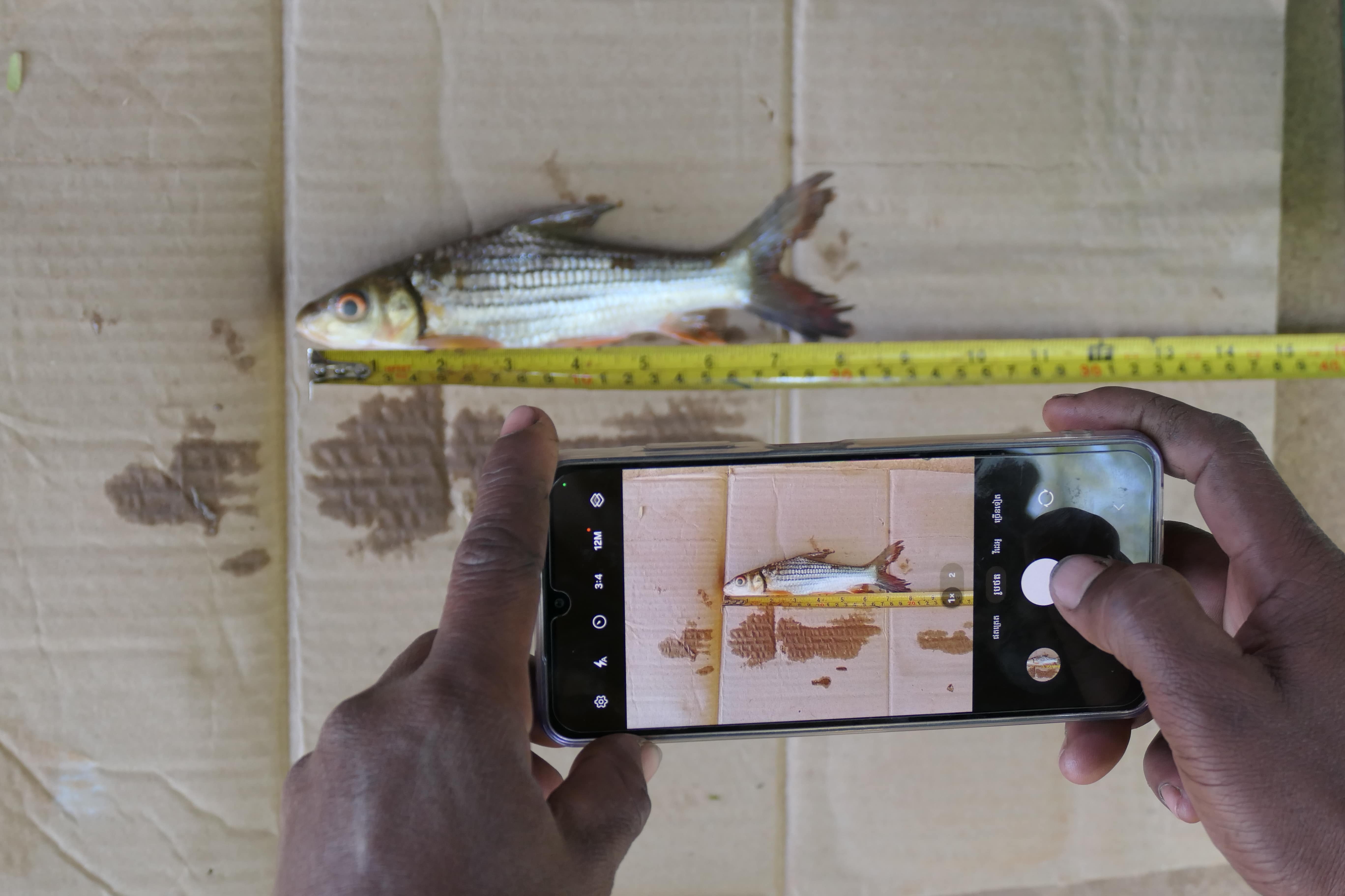A mobile phone taking a picture of a fish against a measuring tape 