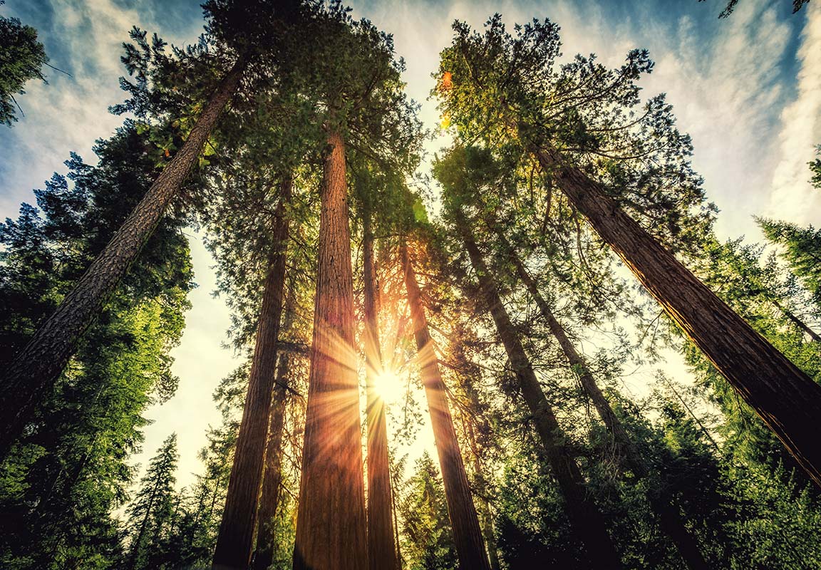 forest sunrise
