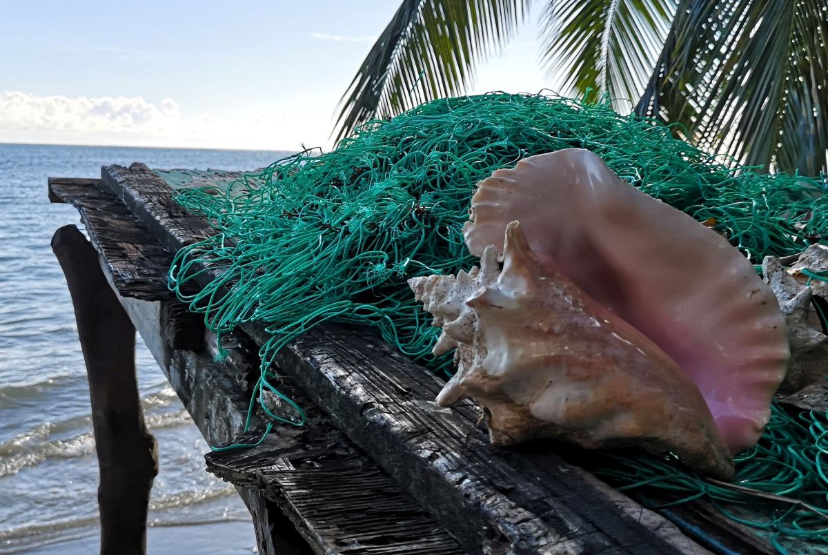 Queen conch