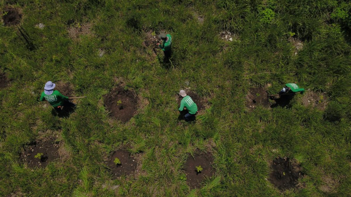 Reforestamos