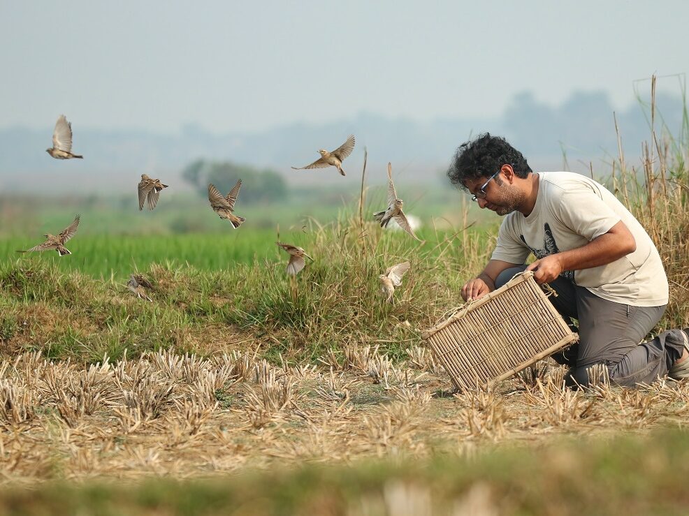 Rescue larks being released back to the wild