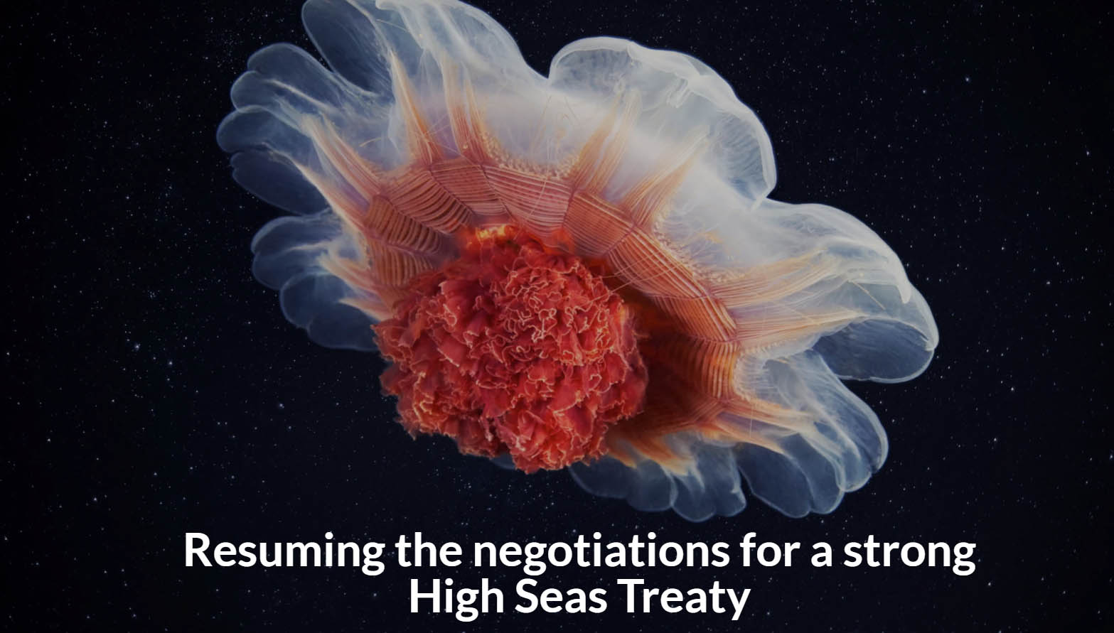 Resuming High Seas Treaty Negotiations multimedia