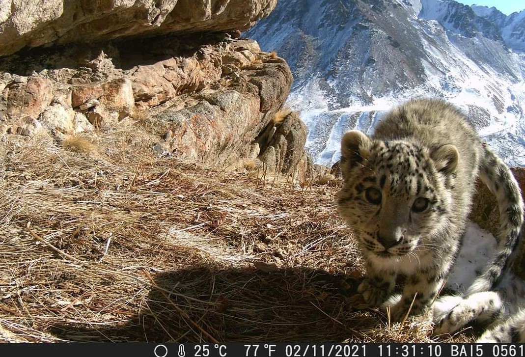 Snow leopard