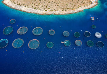 topic-fisheries-aquaculture-shutterstock_1806748660.jpg