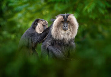 topic-species-cons-action-shutterstock_2011815449.jpg