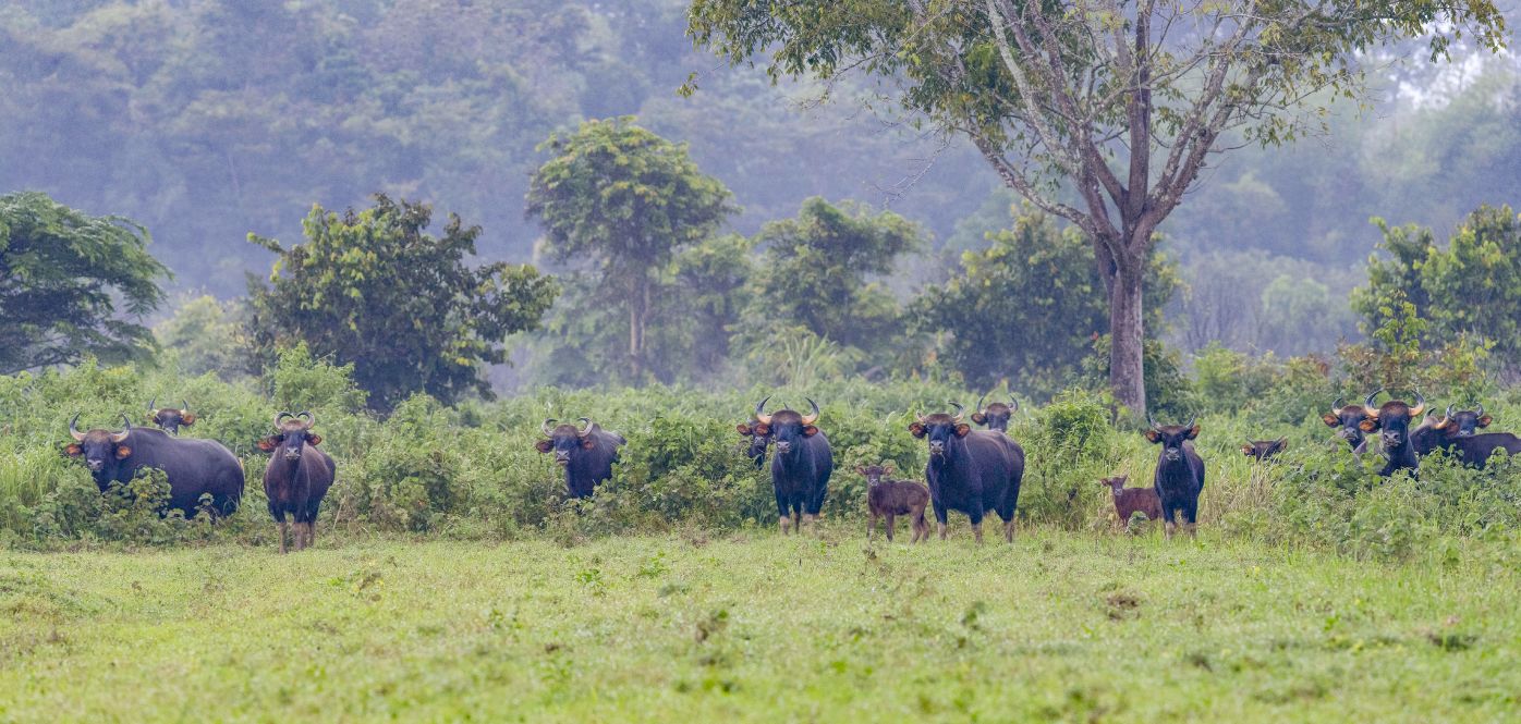 Gaur (Bos gaurus) in Cat Tien National Park