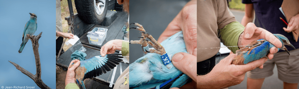 Birds