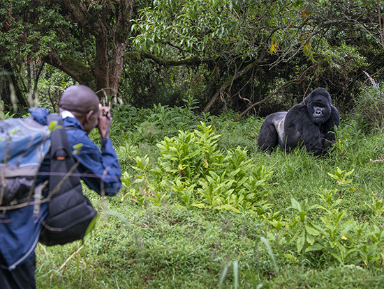 Photographer takes photo of gorilla