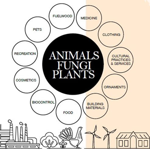 Infographic showing uses of animals, fungi and plants