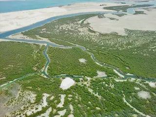 View from above of Abu Dhabi's mangrove forests