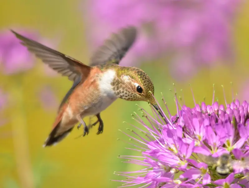 Rufous hummingbird at Seedskadee National Wildlife Refuge