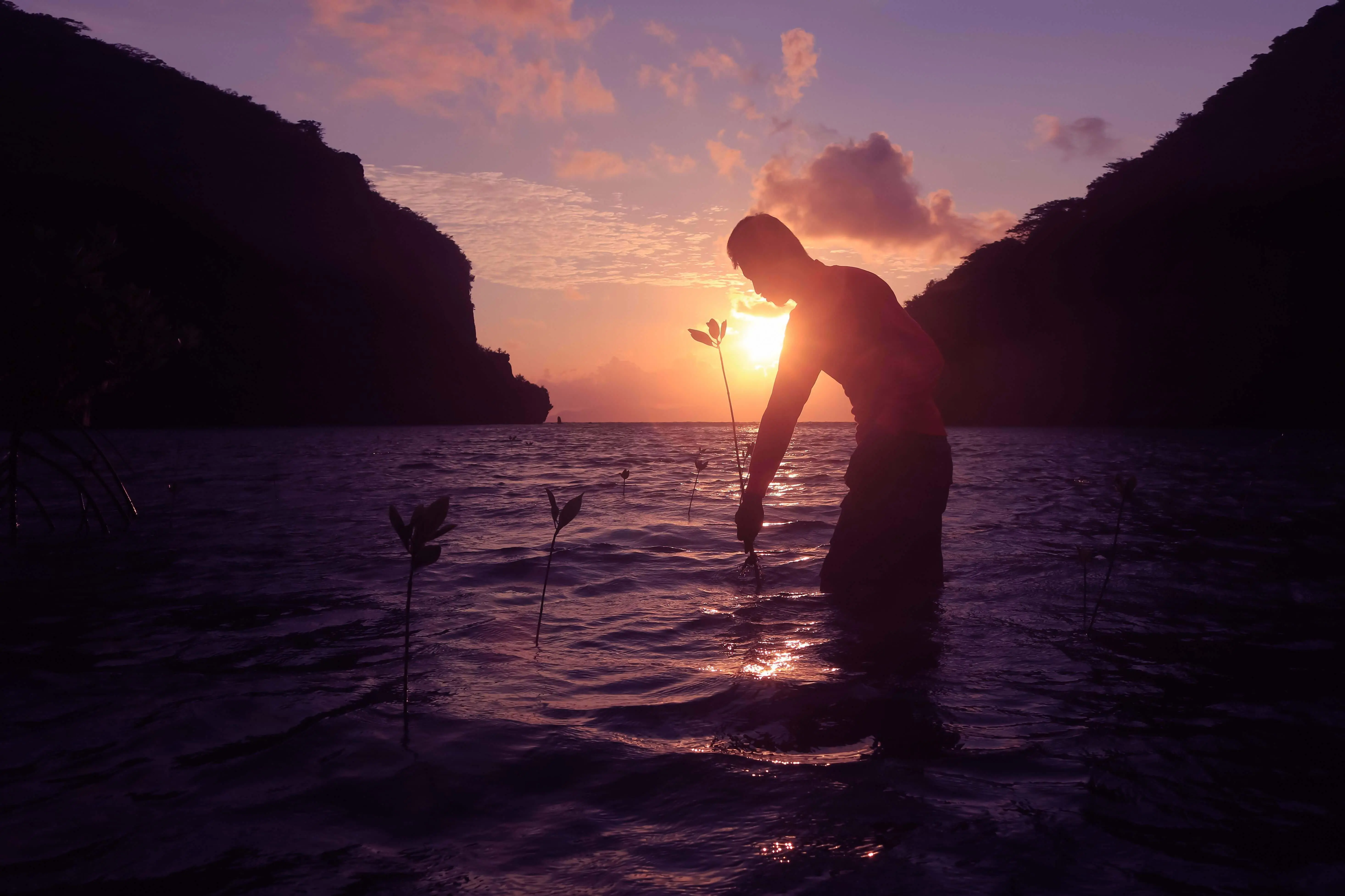 Man planting trees in a mangrove forest by the sea
